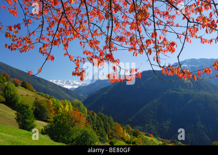 Bereich der Sella und Langkofel über Bäume in Herbstfarben im Tal Groednertal, Dolomiten, Südtirol, Italien Stockfoto