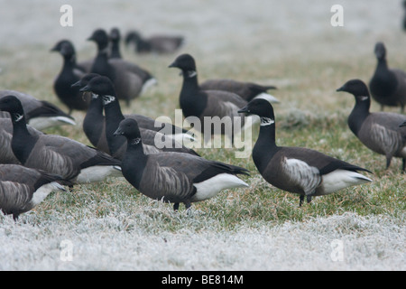 Ein schwarz-Brent in einer Gruppe von Dark-bellied Ringelgänse - met Een Zwarte Rotgans in Een Groep Zwartbuikrotganzen Stockfoto