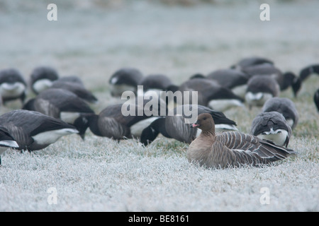 Ein Pink-footed Goose in eine Herde von Ringelgänse - Een Kleine Rietgans in Een Groep Rotganzen. Stockfoto