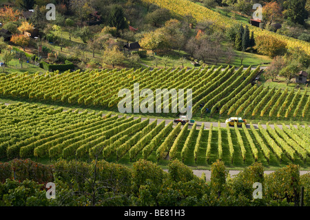 Blick über Weinberge, Unterturkheim, Stuttgart, Baden-Württemberg, Deutschland Stockfoto