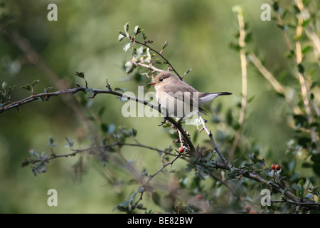 Halbwüchsige Kleine Vliegenvanger Op Tak van Een Struik; Halbwüchsige Red-breasted Fliegenfänger auf Zweig der Strauch Stockfoto