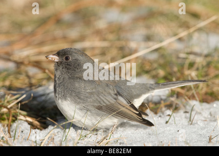 Een Grijze Junco Zittend im Werk, A Dark-eyed Junco sitzen im Schnee. Stockfoto