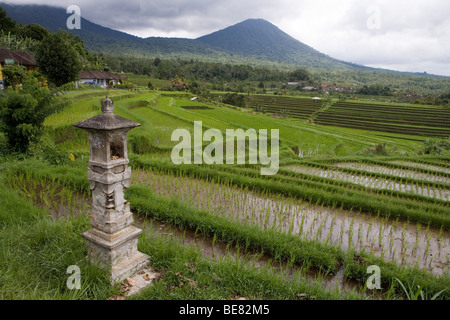 Reis Terrassen, Jatiluwih, Bali, Indonesien, Asien Stockfoto