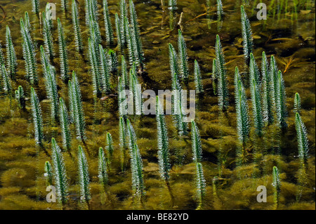 Gemeinsamen Mare Tail (Hippuris Vulgaris) Stockfoto