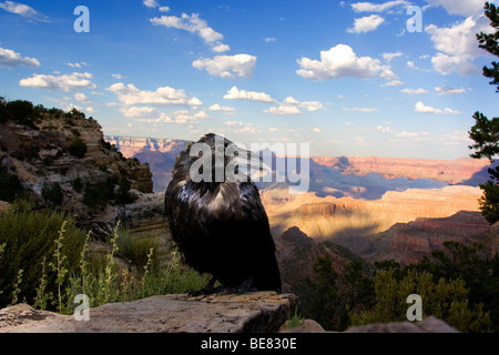 Crow und Grand Canyon - Arizona Stockfoto