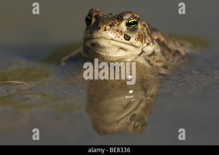 Rugstreeppad (Bufo Calamita) in Poel, Belgien Natterjack Kröte (Bufo Calamita) im Pool, Belgien Stockfoto