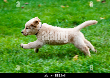 Acht Wochen alte Golden Retriever-Welpe auf dem Rasen laufen. Stockfoto