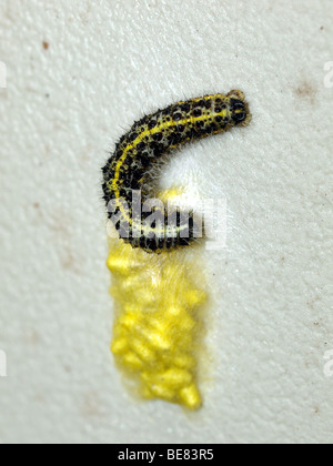 Raupe des kleinen weißen Schmetterling mit der gelben Kokons der Braconiden Wespe (Apanteles Glomeratus). Stockfoto