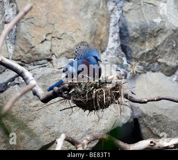 VICTORIA GEKRÖNTE TAUBE, GOURA VICTORIA, GRÖßTE LEBENDE TAUBE, NEUGUINEA, BLAUEN WAPPEN, AUF NEST, NEST, ZOO, GEFANGENER VOGEL Stockfoto