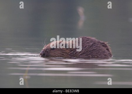 Nahaufnahme van Een Bever (Castor Fiber) in de Millingerwaard, schließen ein Biber in den Millingerwaard Stockfoto