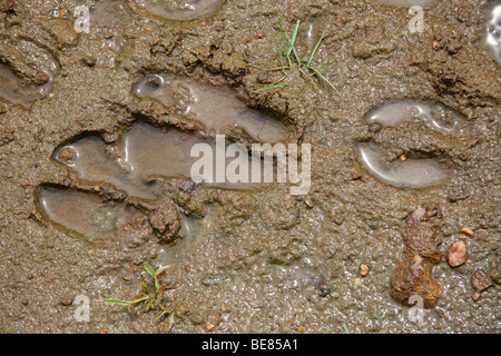 Abdrücke im Schlamm des Dschungels von Karnataka in Südindien. Die Gleise wurden durch große Huftiere, Sambar, eine Art von d belassen Stockfoto