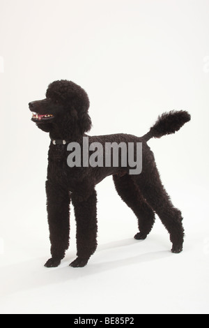 Pudel, schwarz Stockfoto