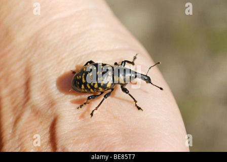 Große braune Kiefer Rüsselkäfer (Hylobius Abietis), Wald-Schädlingsbekämpfung, auf der Rückseite der hand Stockfoto