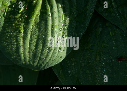 Wassertropfen auf Blätter Stockfoto