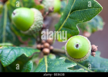 Eichel; Stieleiche; Quercus rober Stockfoto