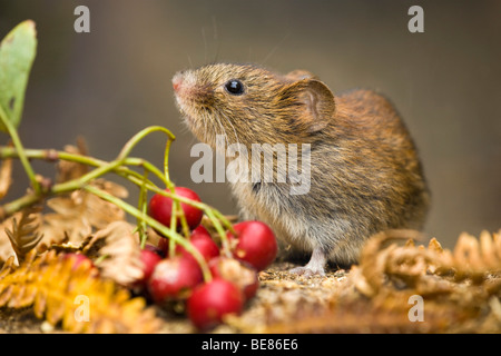 Rötelmaus (Clethrionomys Glareolus, Myodes Glareolus), Rötelmaus laufen