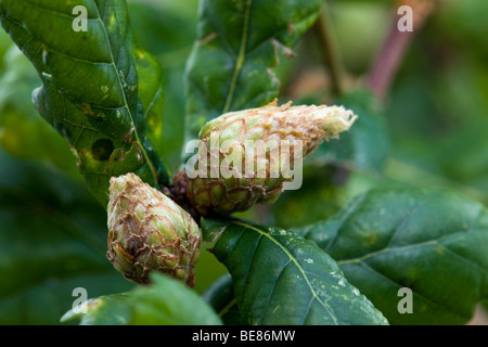 Artischocke Galle; auf Eiche; verursacht durch Andricus Fecundator; Wespe Stockfoto