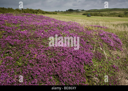 wilder Thymian; Thymus Polytrichus; Daymer; ornwall Stockfoto