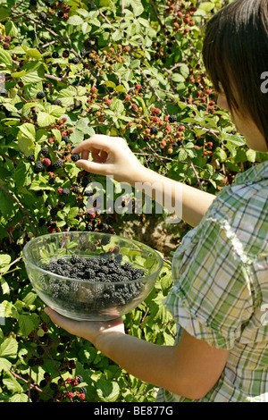 Kommissionierung Brombeeren Stockfoto