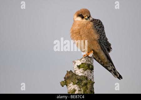 Roodpootvalk Zittend Op Een Afgestorven Berkenstam; Rot gefüttert Falcon auf einem alten Baum Stockfoto