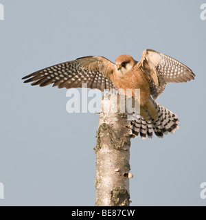 Roodpootvalk Landend Op Een Afgestorven Berkenstam; Red-footed Falcon Landung auf einem alten Baum Stockfoto