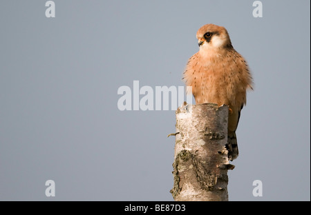 Roodpootvalk Zittend Op Een Afgestorven Berkenstam; Red-footed Falcon auf einem alten Baum Stockfoto