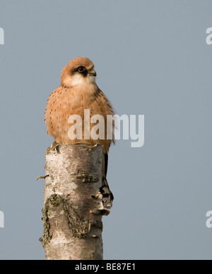 Roodpootvalk Zittend Op Een Afgestorven Berkenstam; Red-footed Falcon auf einem alten Baum Stockfoto