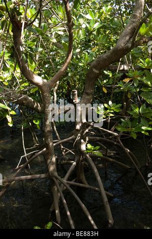 Rhizophora Mucronata, Mangroven, Gazi, Kenia Stockfoto