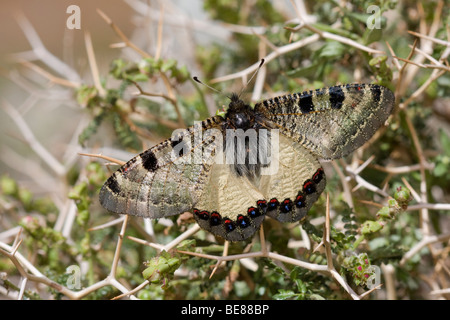 Pijpbloemapollo; Falsche Apollo; Archon apollinus Stockfoto