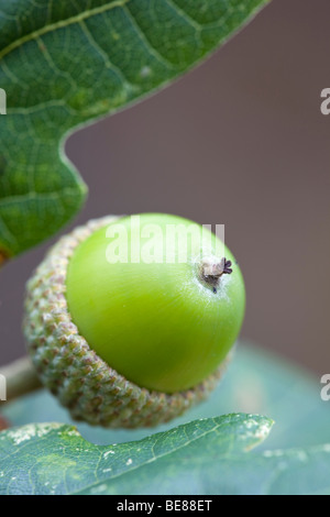 Eichel; Stieleiche; Quercus rober Stockfoto