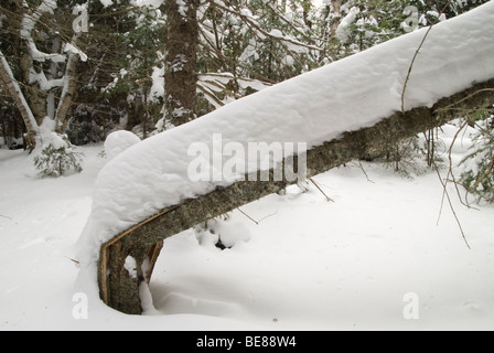 Een Omgevallen Boom Bedekt traf Werk, einen schneebedeckten umgestürzten Baum. Stockfoto