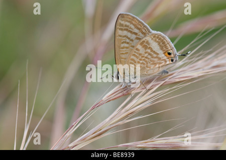 Tijgerblauwtje; Long-tailed blau Stockfoto