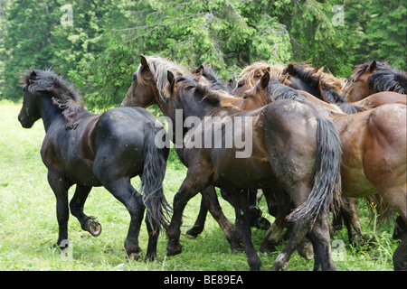 Pferde in Muranska Planina. Slowakei. Stockfoto