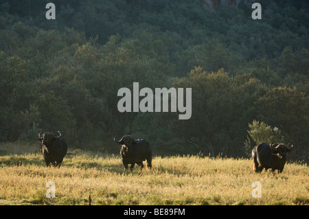 Büffel (Syncerus Caffer Caffer), Hells gate Nationalpark, Naivasha, Kenia Stockfoto