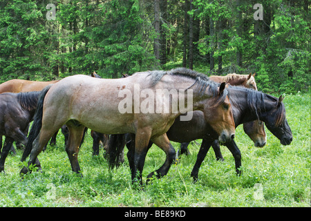 Pferde in Muranska Planina. Slowakei. Stockfoto