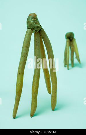 Ginseng-Wurzel Stockfoto