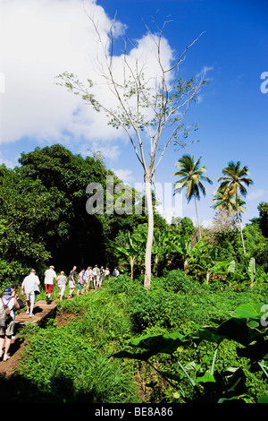 WEST INDIES Karibik Grenadinen Grenada St Andrew Kreuzfahrt Schiff Touristen Wandern Sie durch Dschungel, Royal Mount Carmel Wasserfall. Stockfoto