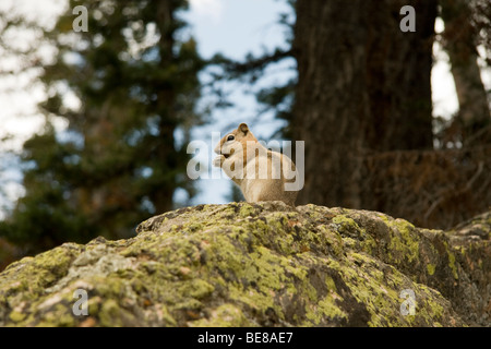 Goldene Jaguaren Grundeichhörnchen, Citellus Lateralis, Rocky Mountain Nationalpark, Colorado Stockfoto