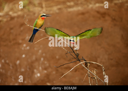 White Fronted Bienenfresser (Merops Bullockoides) am Ufer des Chobe Flusses im Chobe Nationalpark in Botswana im südlichen A Stockfoto