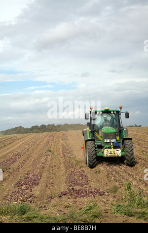 Traktor Ernte Zwiebeln, Capel St Andrew, Suffolk, England Stockfoto