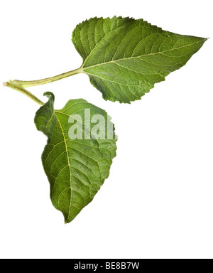 Sonnenblume Blätter auf einer rein weißen Hintergrund isoliert Stockfoto