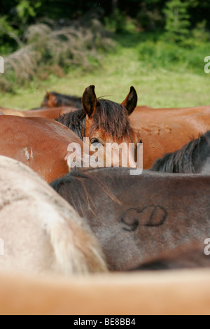 Schläuche in Muranska Planina-Gebirge. Slowakei. Huzule. Stockfoto