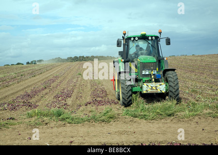 Traktor Ernte Zwiebeln, Capel St Andrew, Suffolk, England Stockfoto