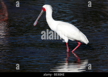 Afrikanischer Löffler (Platalea Alba) in das Okavango Delta in Botswana Stockfoto