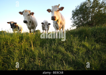 Nieuwsgierige Koeien in Grünland, Belgien Neugierige Kühe im Grünland, Belgien Stockfoto