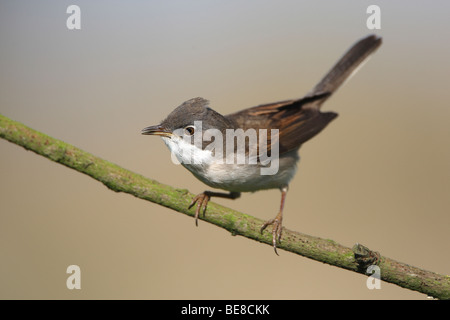 Finanzinvestitionen (Sylvia Communis) Op Tak, Belgien Whitethroat (Sylvia Communis) auf Ast, Belgien Stockfoto