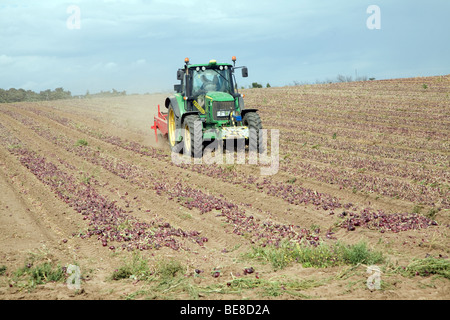 Traktor Ernte Zwiebeln, Capel St Andrew, Suffolk, England Stockfoto