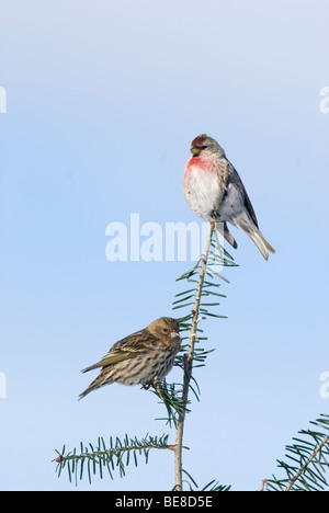 Een Dennensijs de Grote Barmsijs Zittend in Een Boom, A Kiefer Zeisig und mehlig Redpoll sitzt in einem Baum. Stockfoto