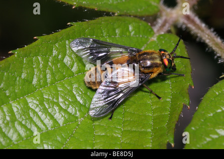 Gespreizte Deer Fly (Chrysops Caecutiens: Tabanidae), Weiblich, UK. Stockfoto