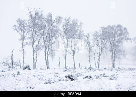 Berken in de Werk Op de Veluwe; Birken im Schnee auf der Veluwe Stockfoto